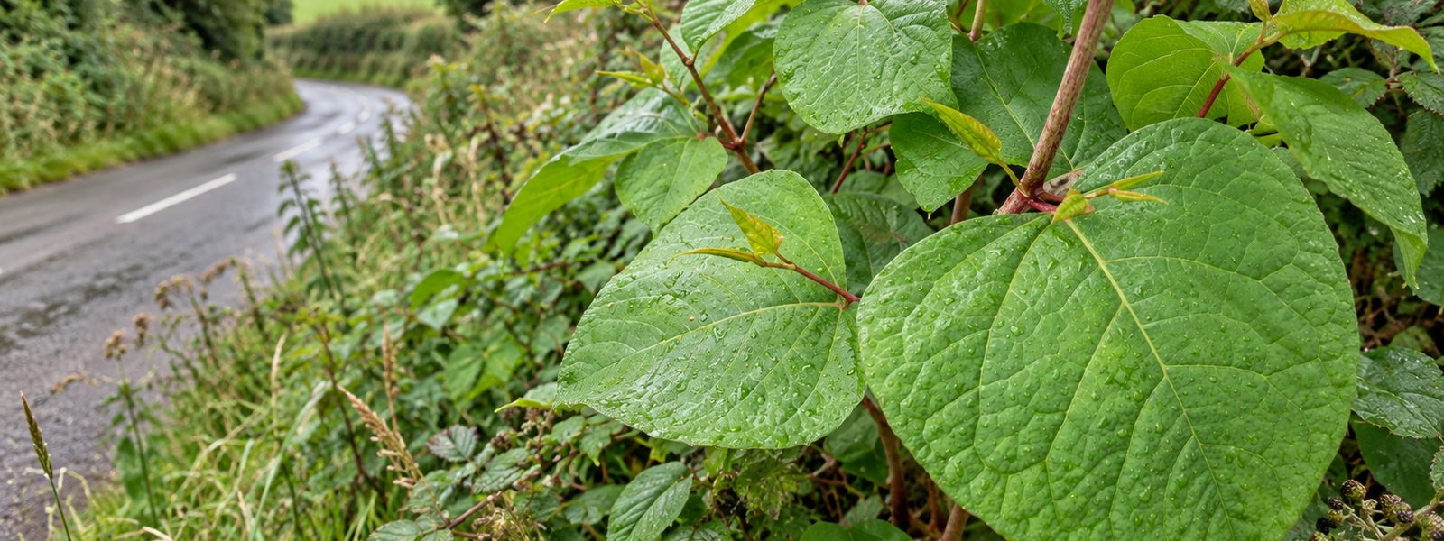 Knotweed Removal Service in Basingstoke