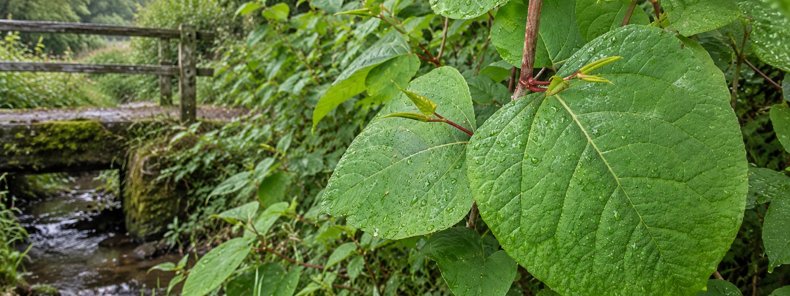 Knotweed Removal Service in Exeter